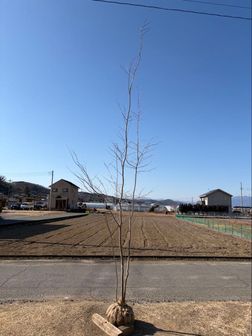 山採り アオハダ 株立ち 3本立ち 自然樹形