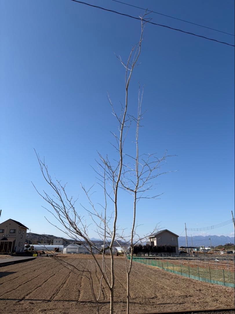 山採り アオハダ 株立ち 3本立ち 自然樹形