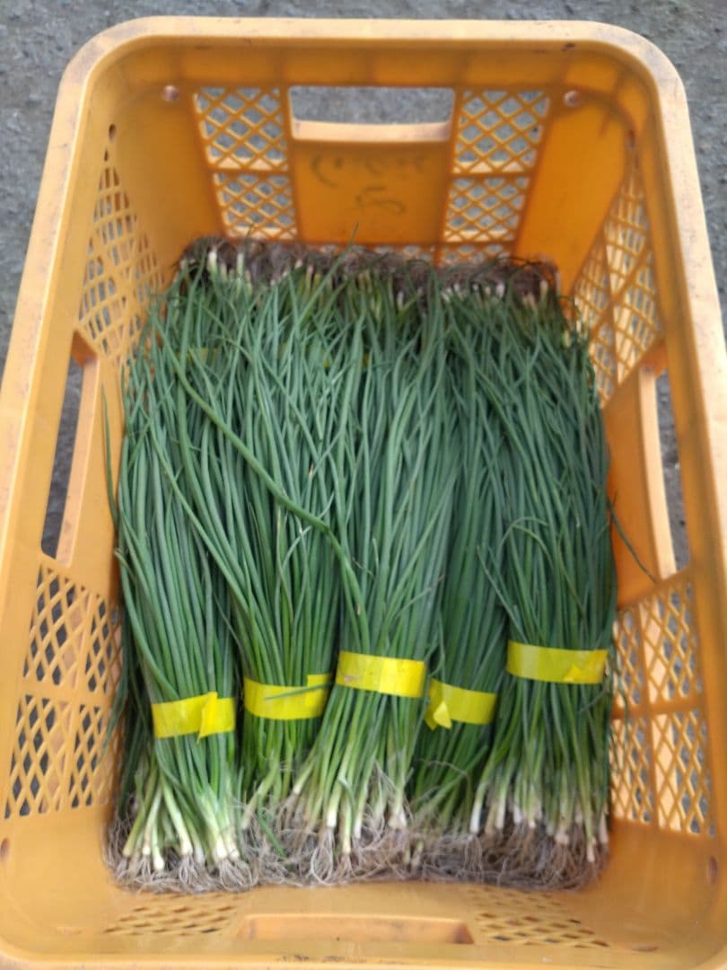 玉ねぎ苗　ターボ400本　もみじ400本