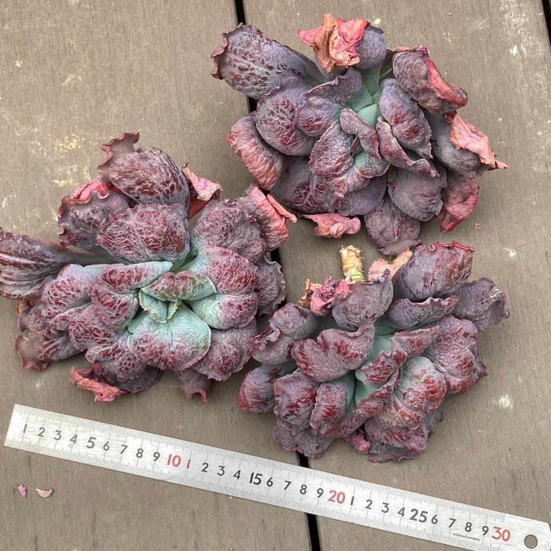 エケベリア　韓国苗　超特大　バロンボールド　多肉植物　ポコ多肉