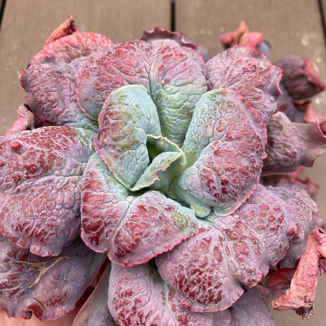 エケベリア　韓国苗　超特大　バロンボールド　多肉植物　ポコ多肉