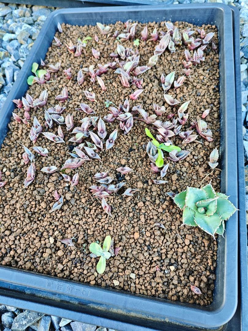 アガベ　オテロイ　チタノタ　特選トレー全て　500粒播種　良ロット