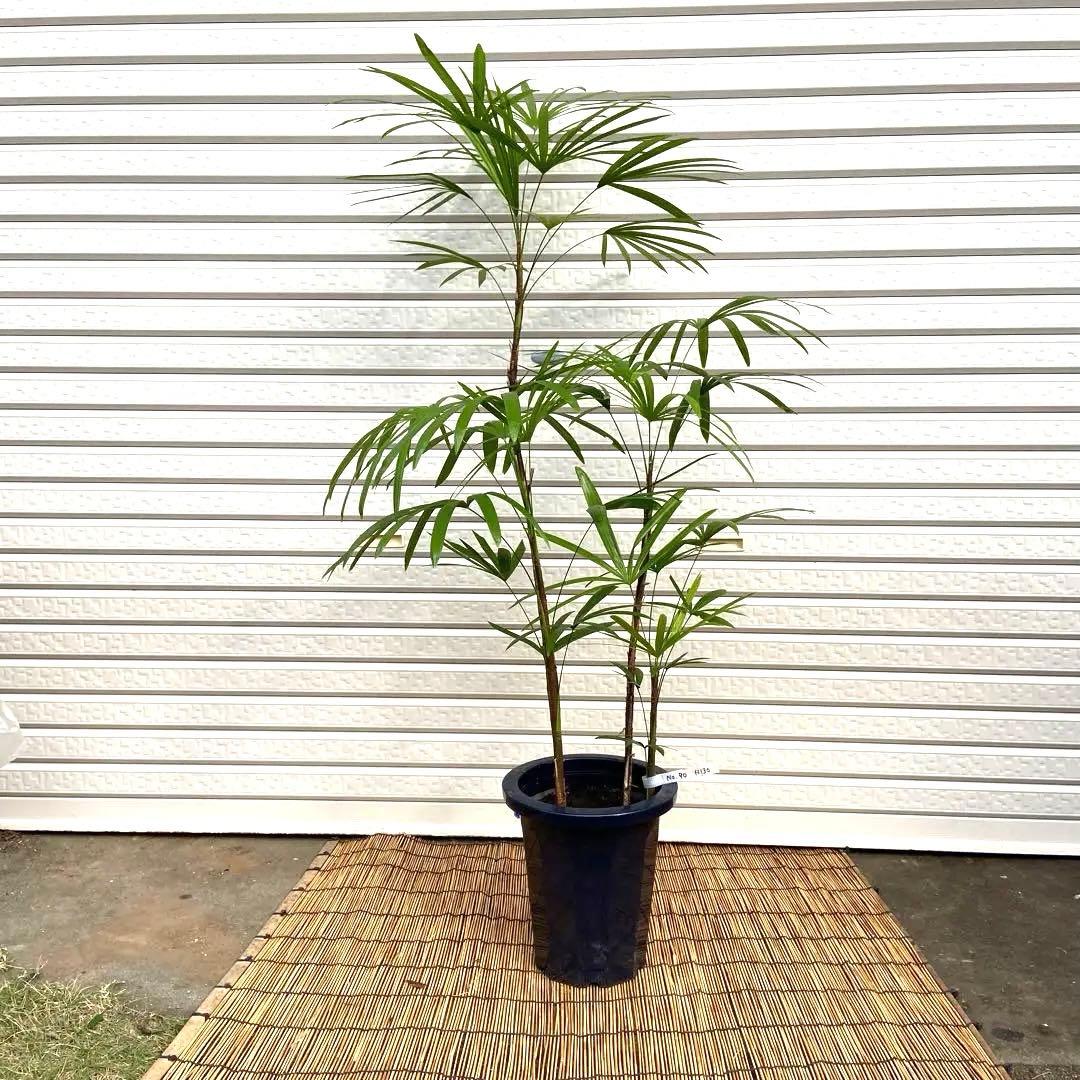 .No.90 シュロチク　棕櫚竹　H130