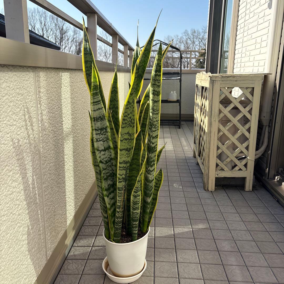 大きいサンスベリア 緑と黄色の縁取り