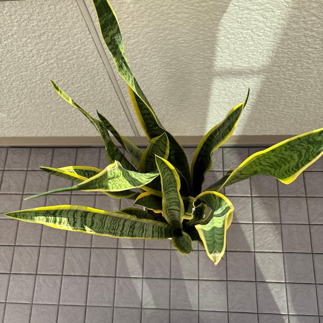 大きいサンスベリア 緑と黄色の縁取り