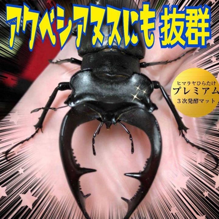 ミヤマクワガタ、ノコギリ幼虫に抜群！800mlボトル入プレミアム発酵マット40本