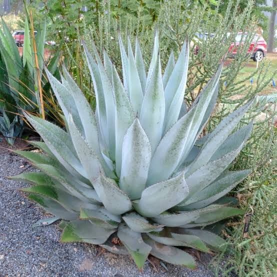 【US輸入株】 アガベ　オバティフォリア　ハイブリット