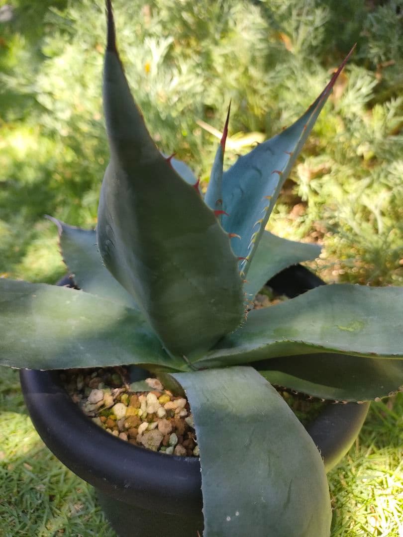 【US輸入株】 アガベ　オバティフォリア　ハイブリット