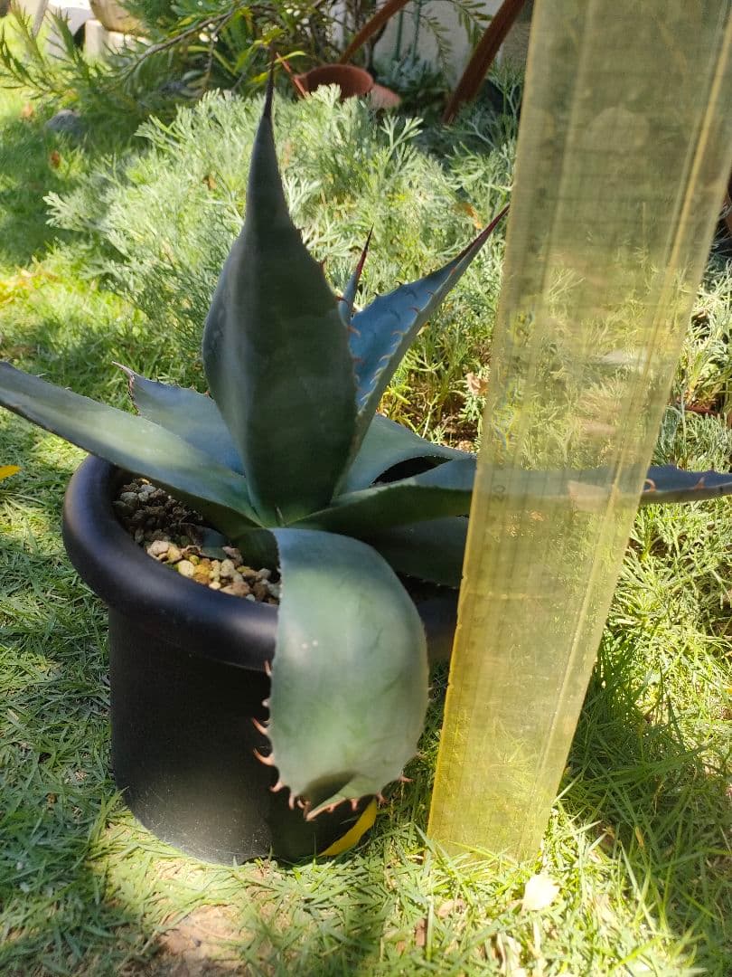 【US輸入株】 アガベ　オバティフォリア　ハイブリット