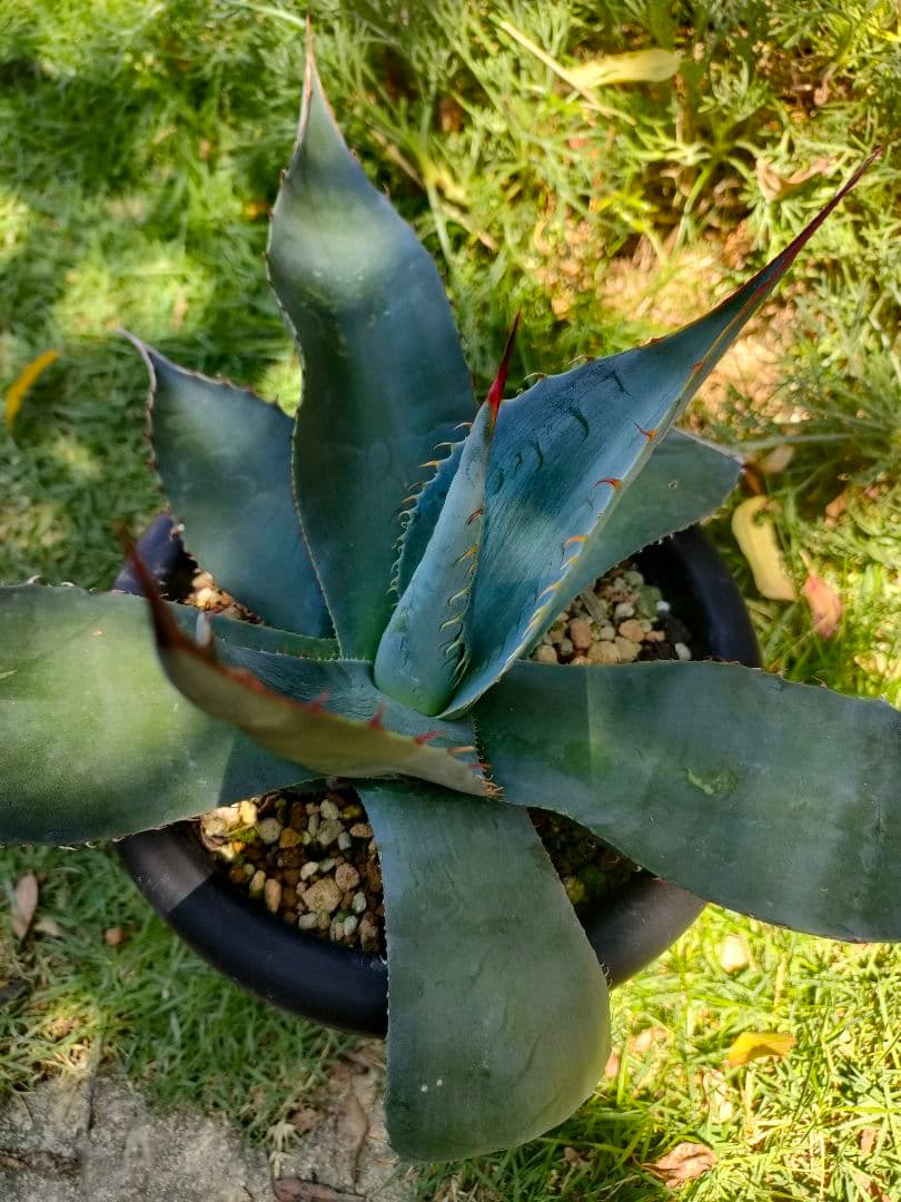 【US輸入株】 アガベ　オバティフォリア　ハイブリット