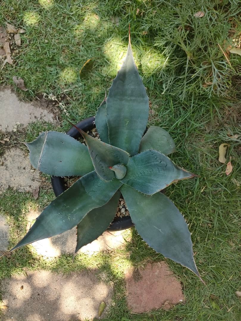 【US輸入株】 アガベ　オバティフォリア　ハイブリット