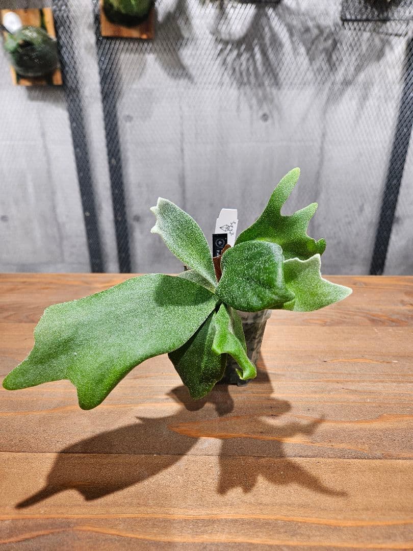 P.Unicorn×P. willinckii Watchara spore