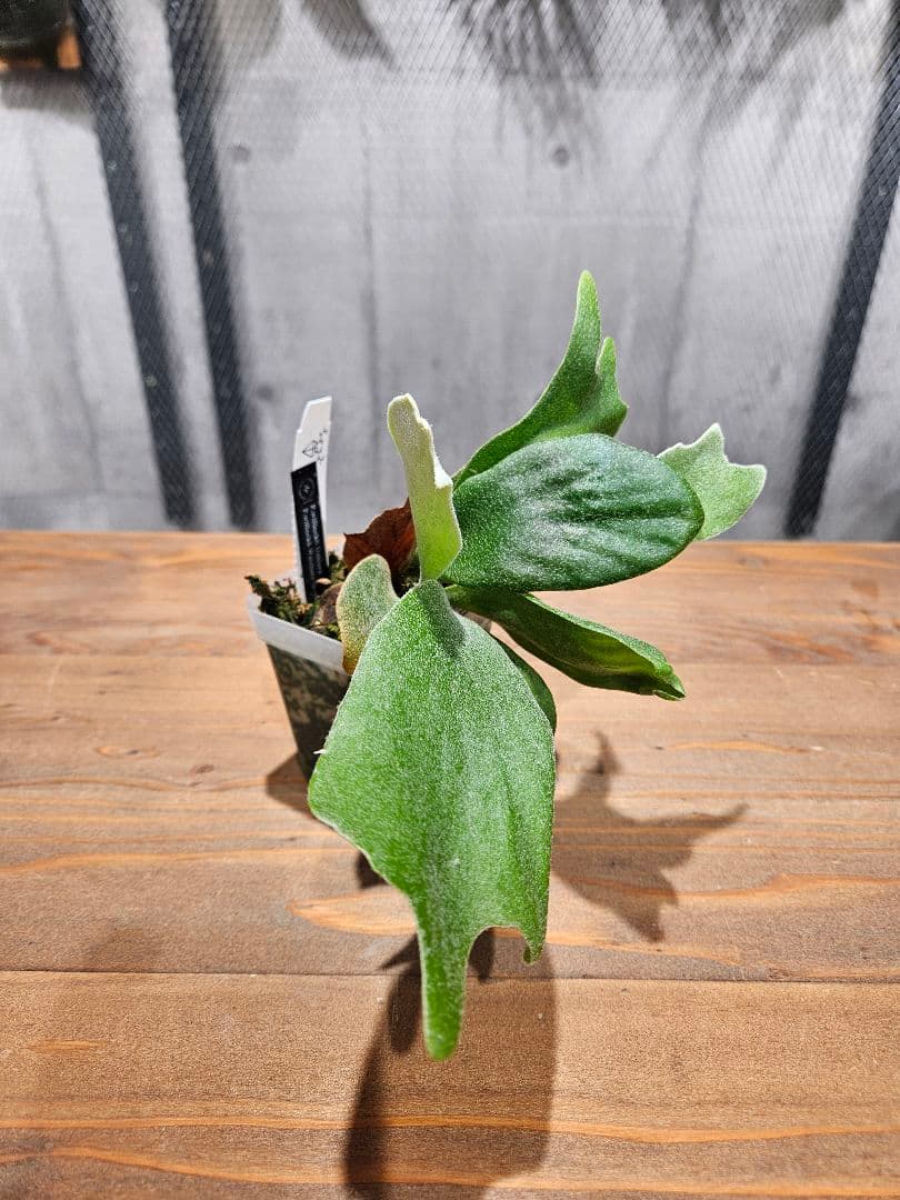 P.Unicorn×P. willinckii Watchara spore