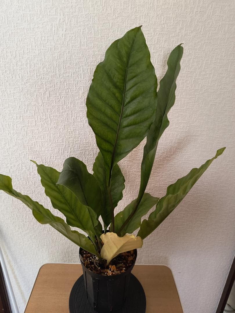 アンスリウム ジャングルキング 根元から53センチ