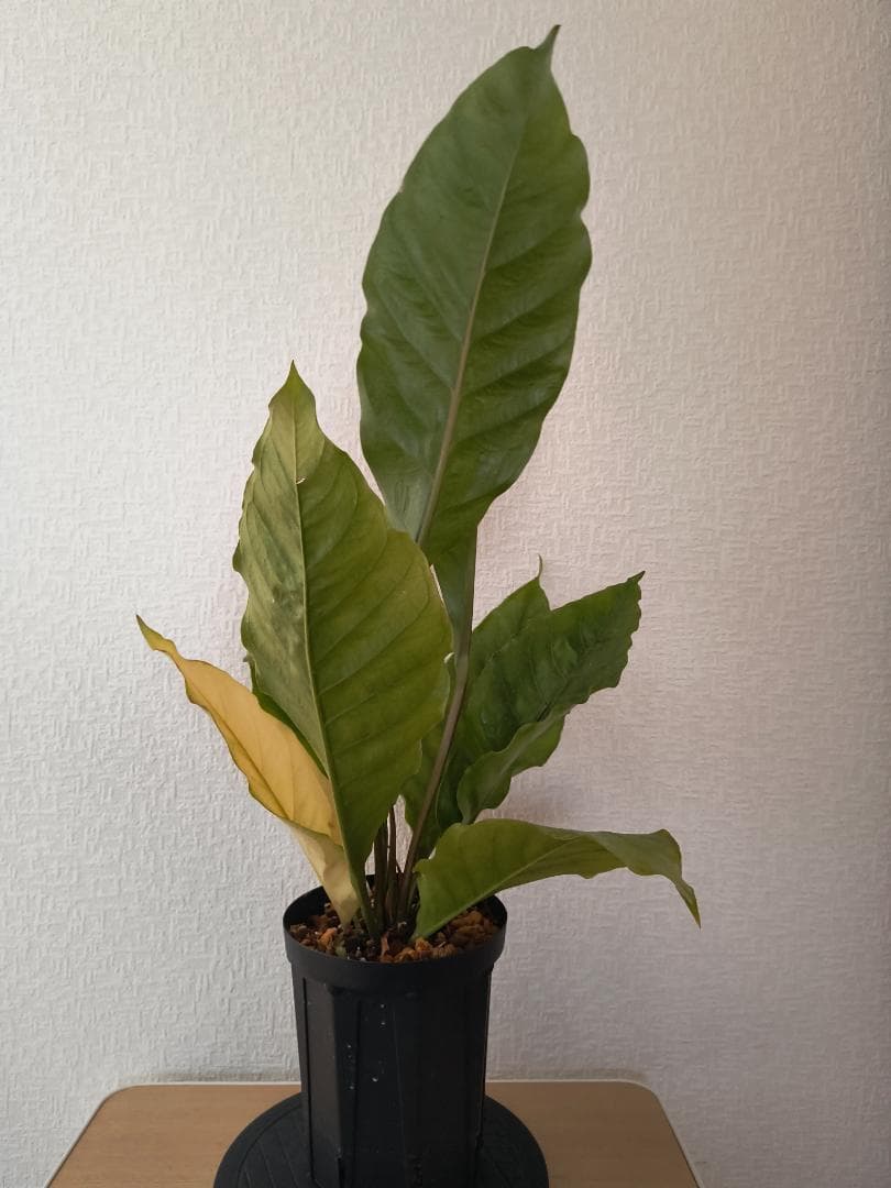 アンスリウム ジャングルキング 根元から53センチ