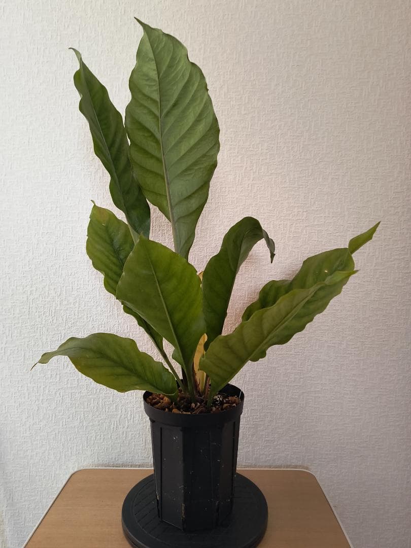 アンスリウム ジャングルキング 根元から53センチ