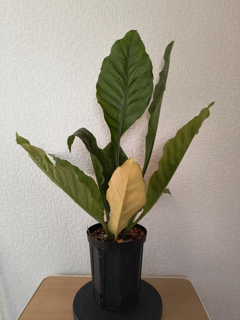 アンスリウム ジャングルキング 根元から53センチ