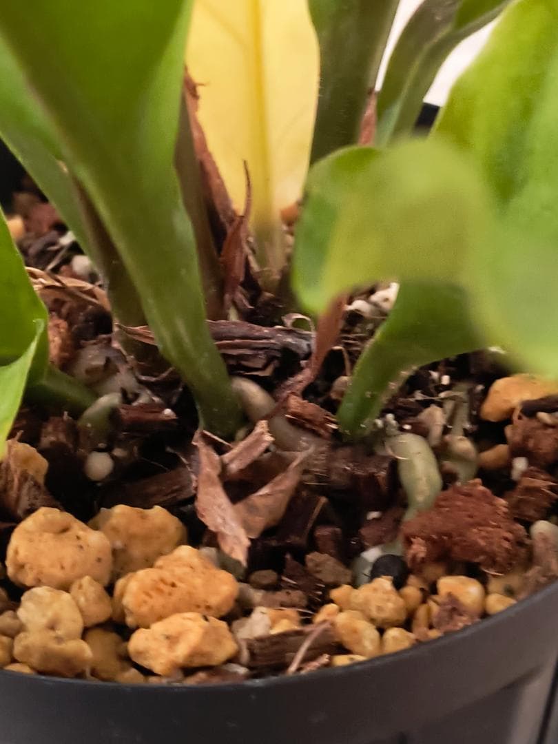 アンスリウム ジャングルキング 根元から53センチ