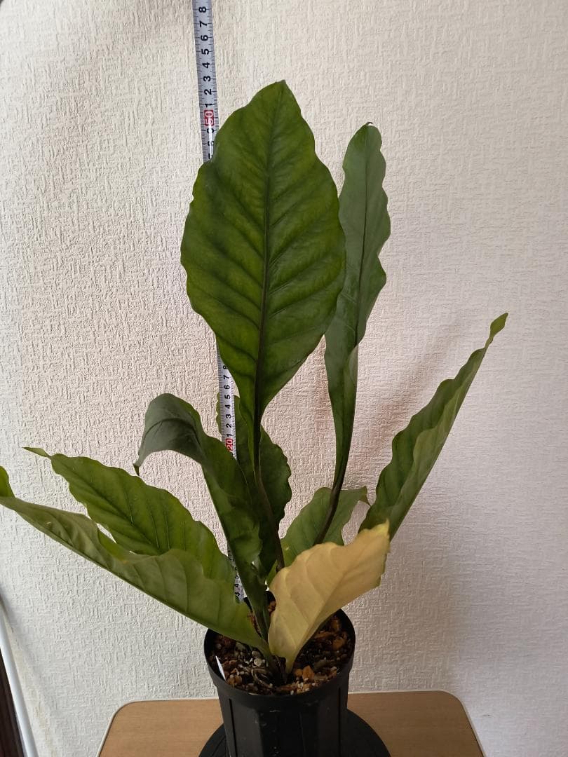 アンスリウム ジャングルキング 根元から53センチ