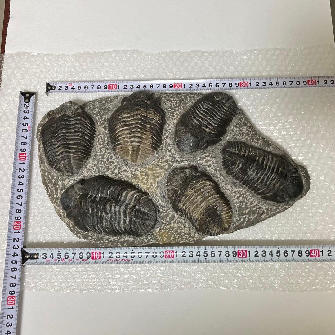 三葉虫 化石 生物 岩石 鑑賞 研究 6体 大型 コレクション レア希少 レトロ