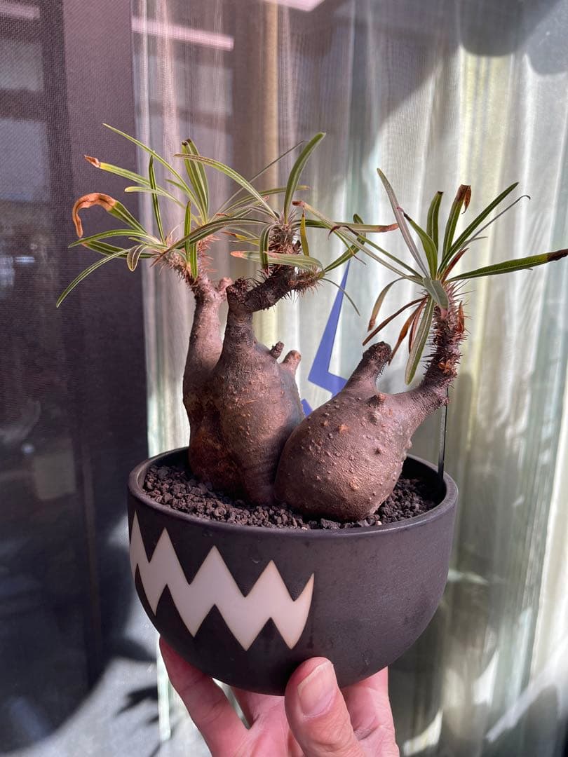 最終価格！パキポディウムグラキリスダブルヘッドバリエムvaliem鉢ごと