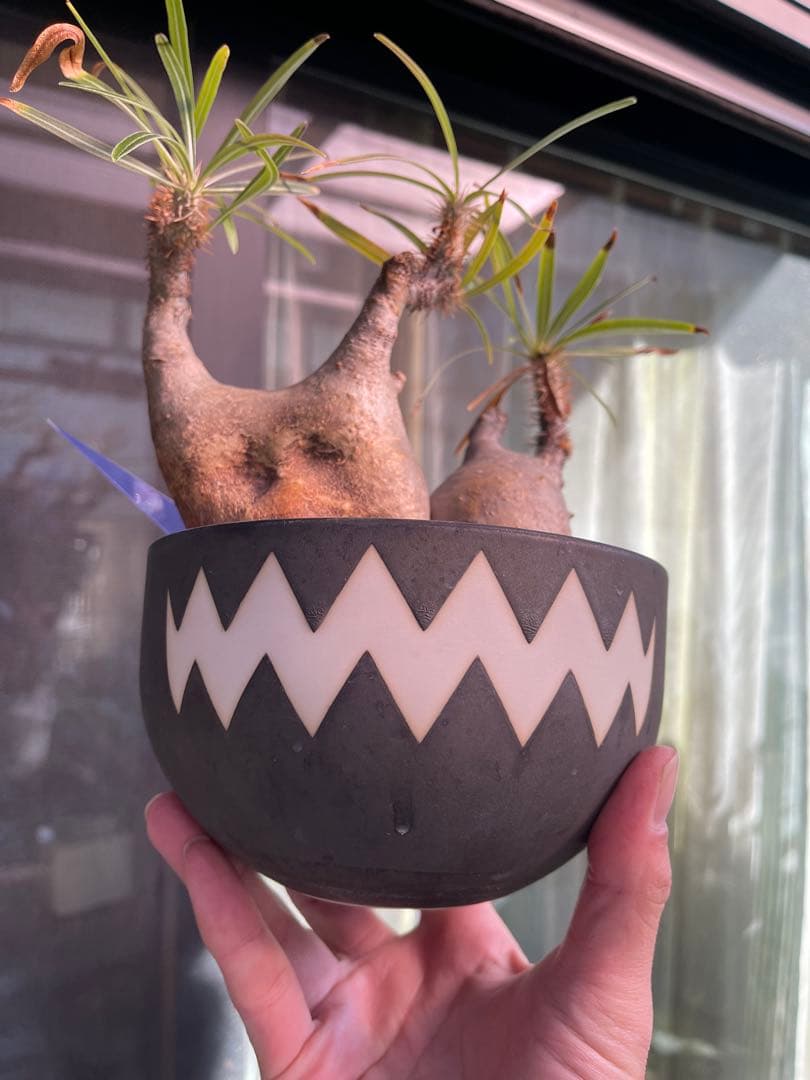 最終価格！パキポディウムグラキリスダブルヘッドバリエムvaliem鉢ごと