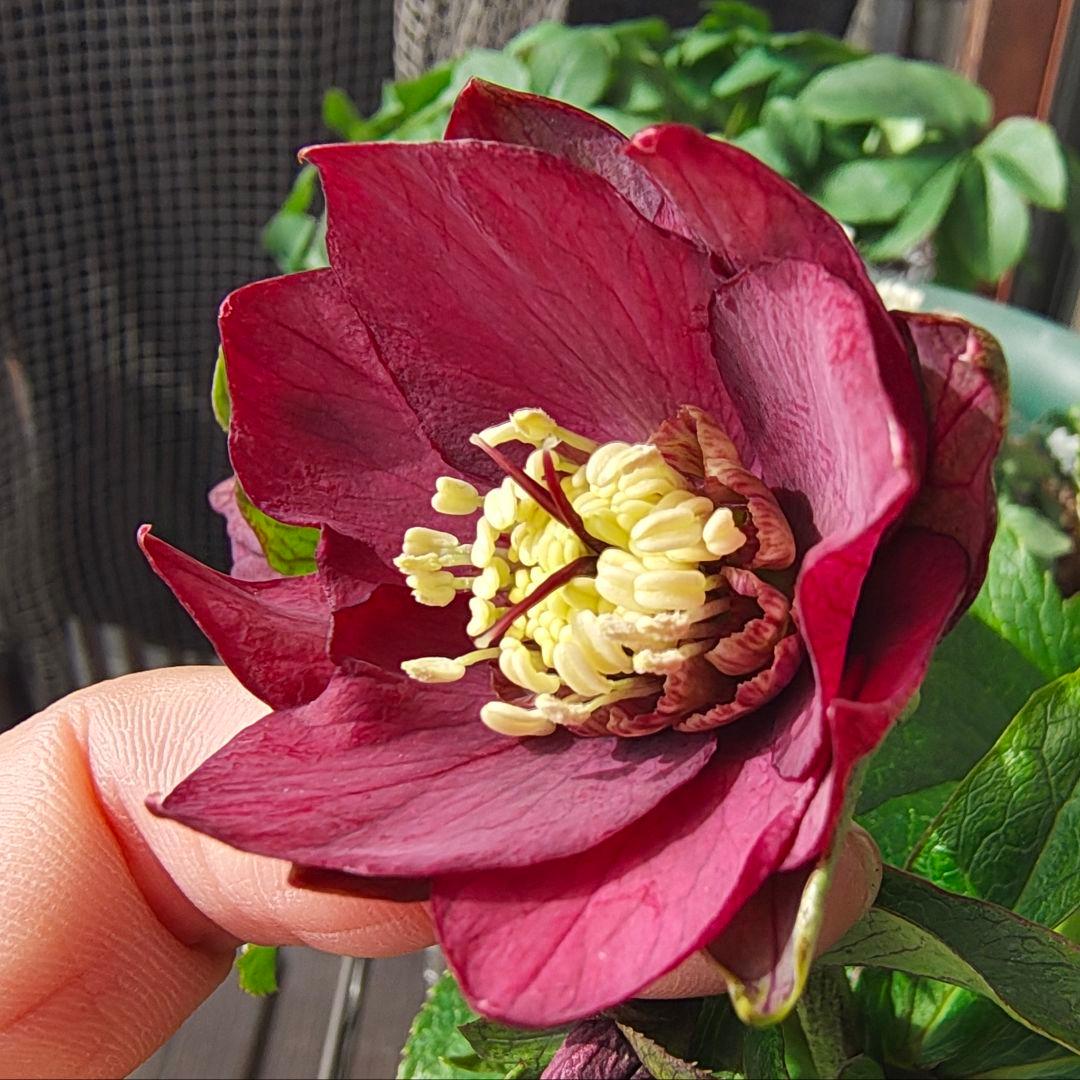 2619シャルウィダンス赤 ヒデコートhyb若泉ファーム クリスマスローズ開花株