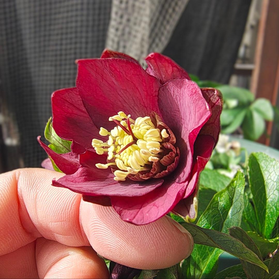 2619シャルウィダンス赤 ヒデコートhyb若泉ファーム クリスマスローズ開花株