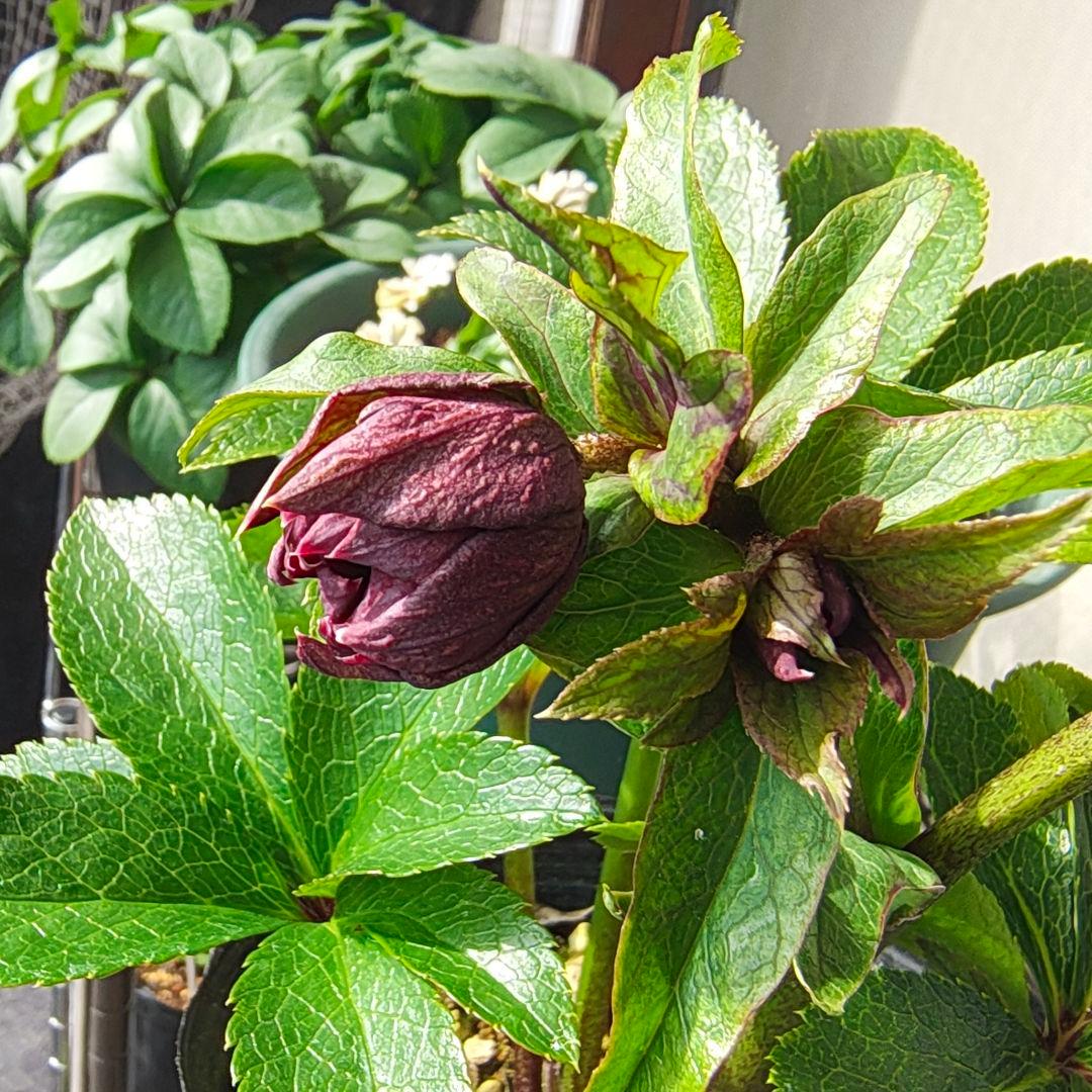 2619シャルウィダンス赤 ヒデコートhyb若泉ファーム クリスマスローズ開花株