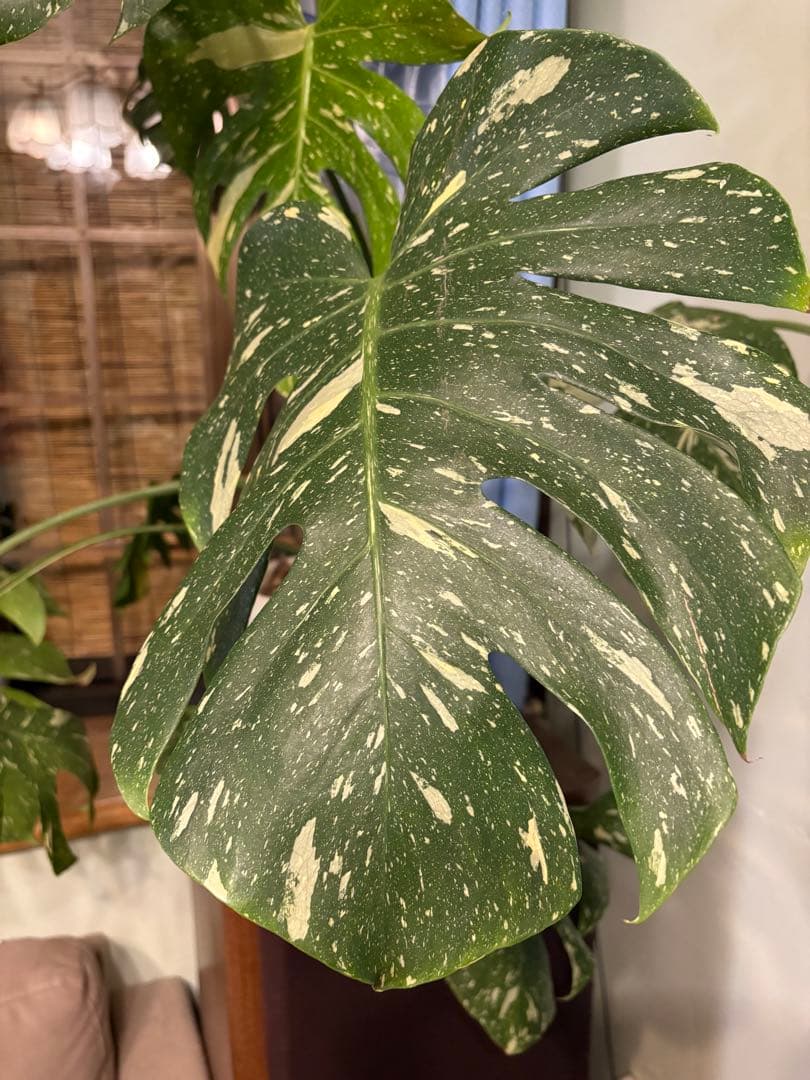モンステラ・ポトス Yellow Monster (Mature plant)