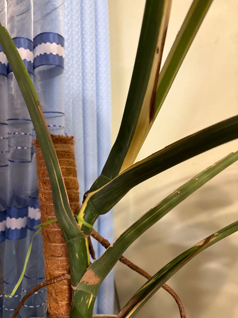 モンステラ・ポトス Yellow Monster (Mature plant)