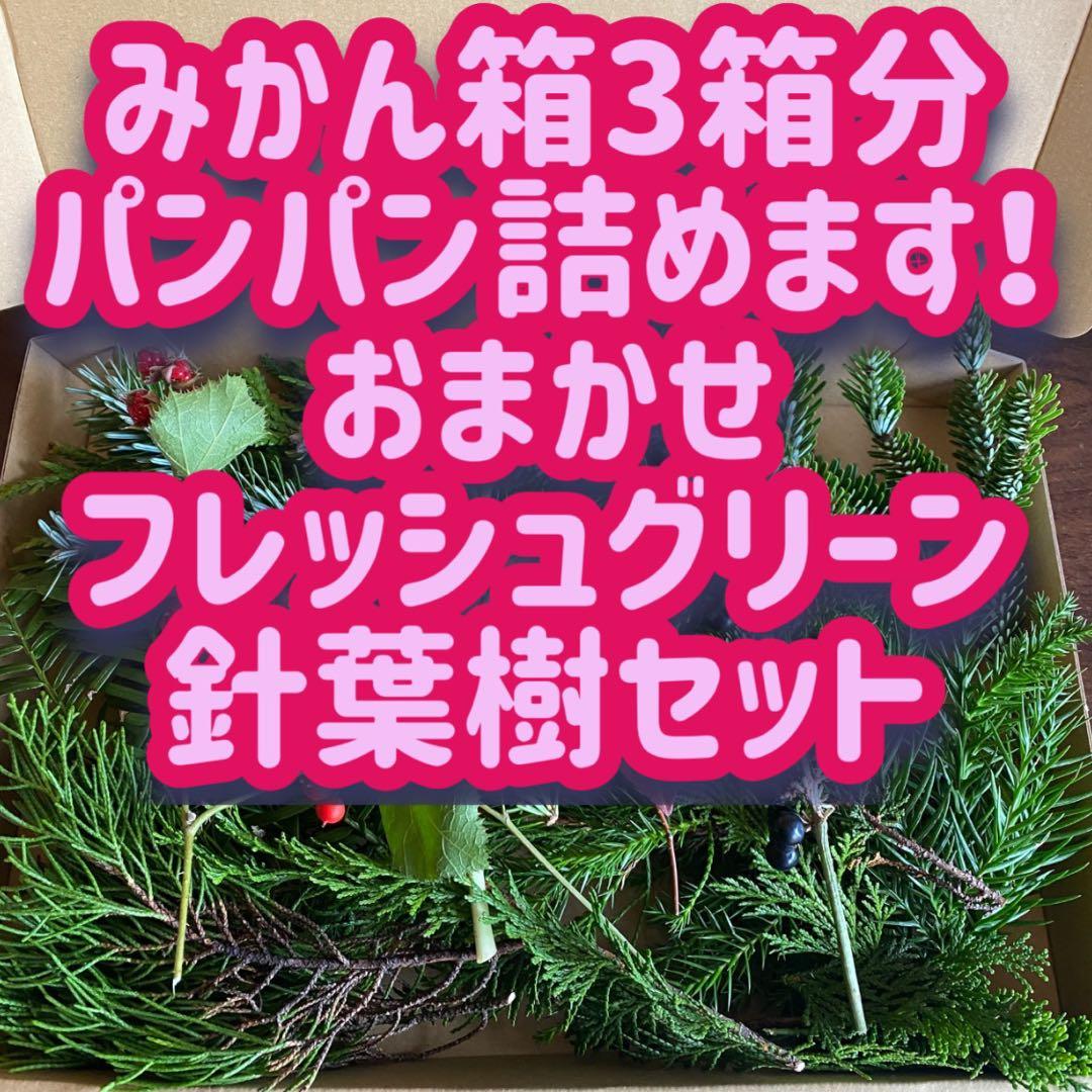 箱パンパン詰めます！　おまかせフレッシュグリーン　もふもふ針葉樹　もみの木風