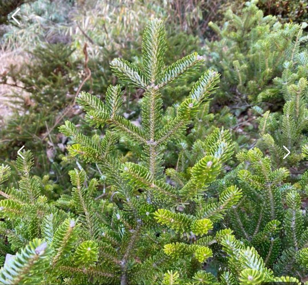 箱パンパン詰めます！　おまかせフレッシュグリーン　もふもふ針葉樹　もみの木風