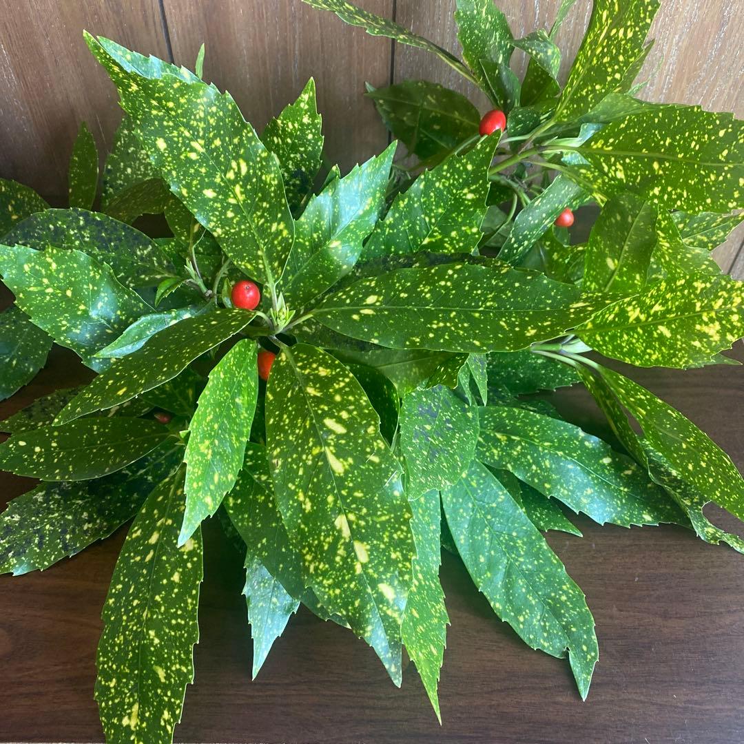 箱パンパン詰めます！　おまかせフレッシュグリーン　もふもふ針葉樹　もみの木風