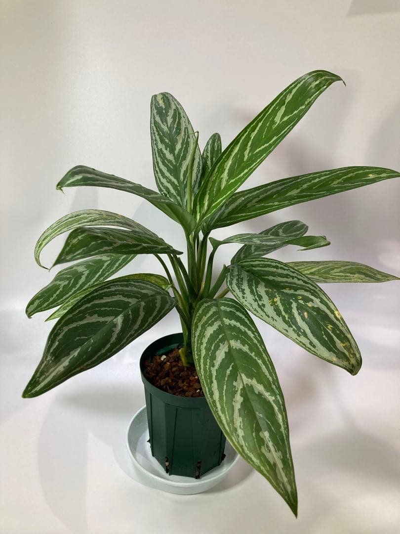 アグラオネマ　リリアン