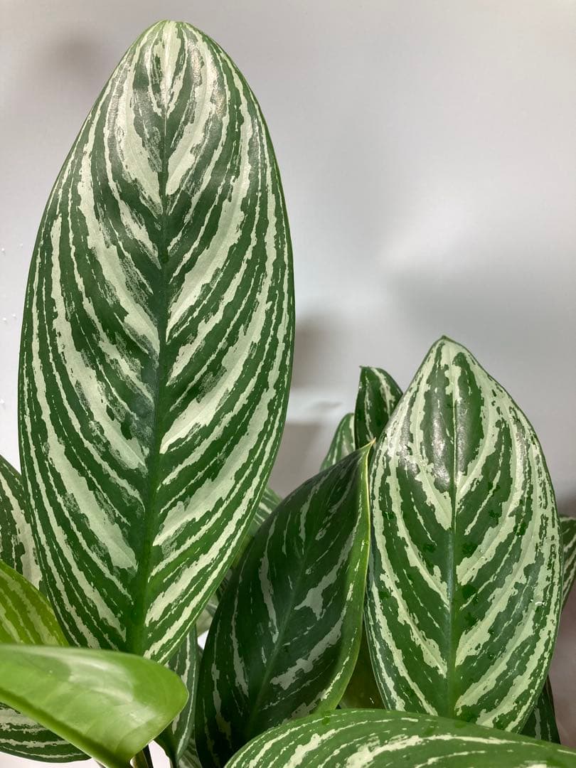 アグラオネマ　リリアン