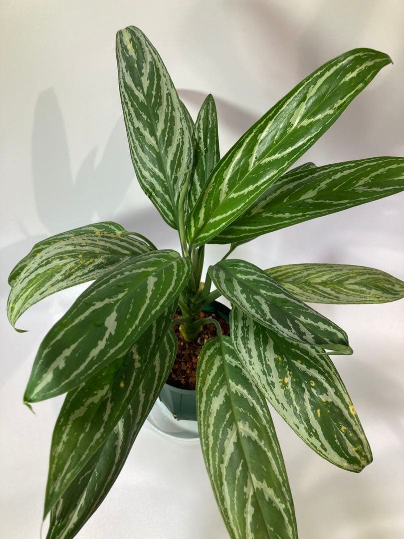 アグラオネマ　リリアン