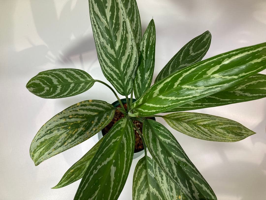 アグラオネマ　リリアン