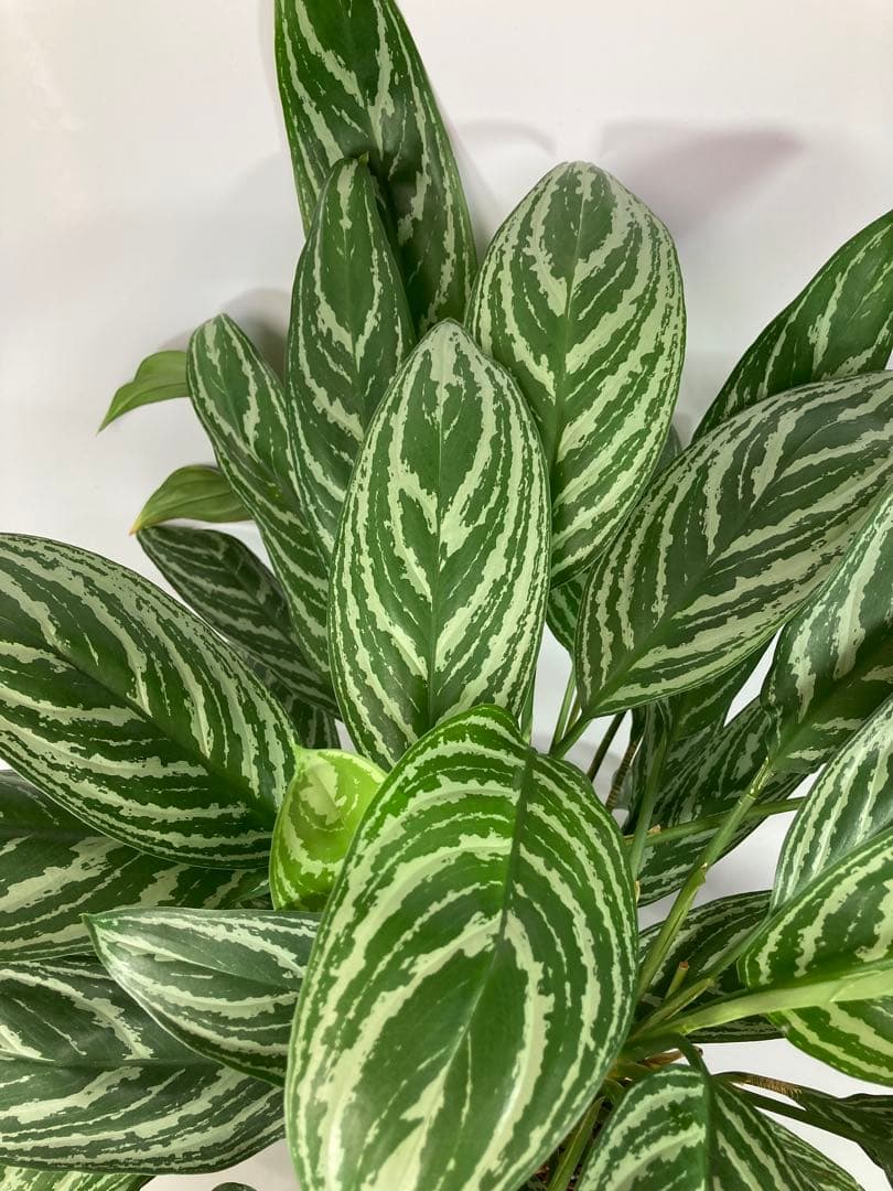 アグラオネマ　リリアン