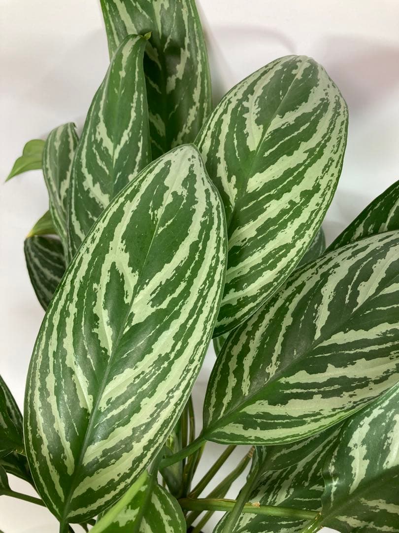 アグラオネマ　リリアン