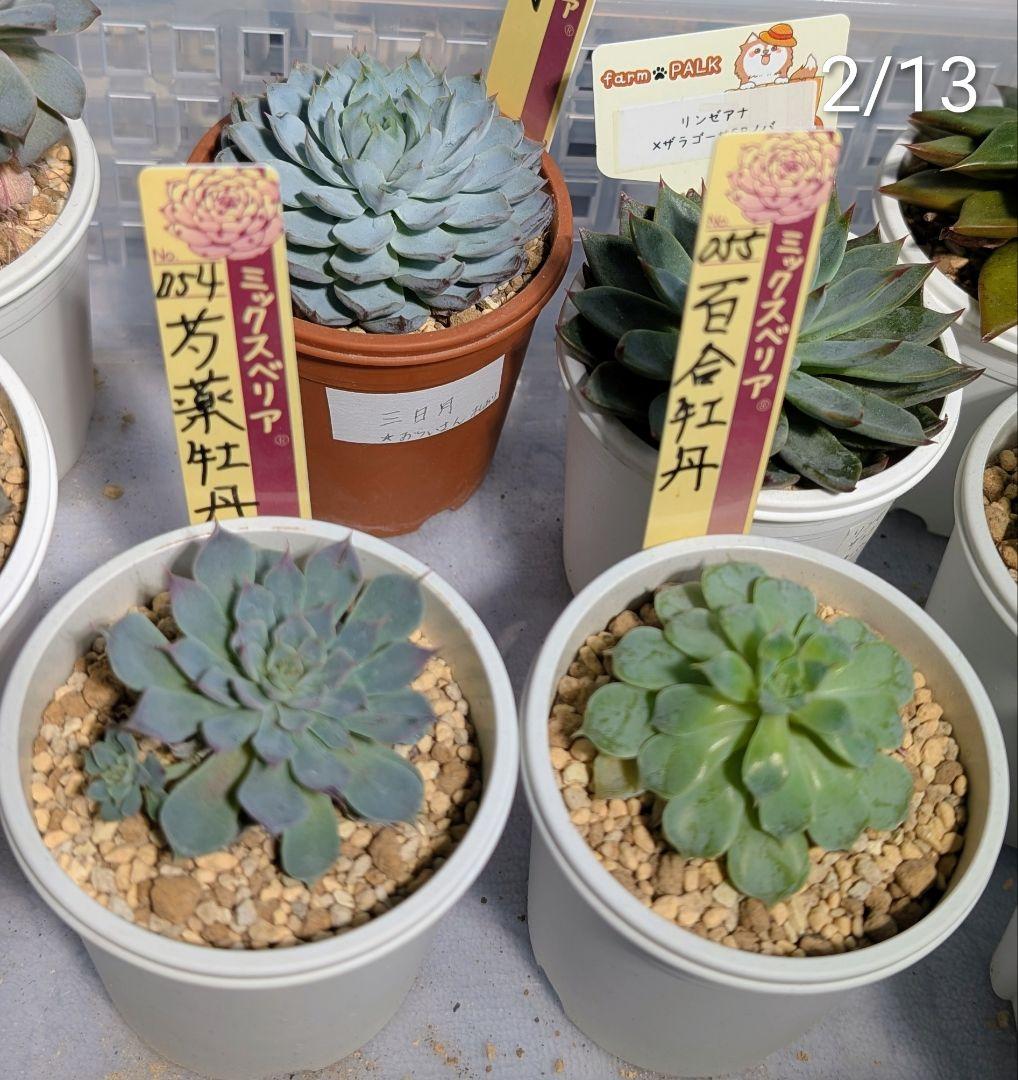 芍薬牡丹　百合牡丹　札付き2種セット　おらいさん