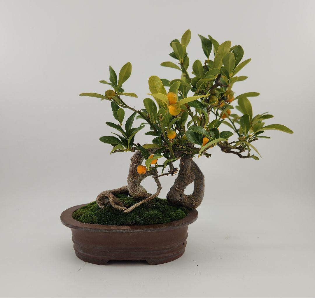 小品 懸崖 金豆盆栽 五葉松盆栽 真柏盆栽 懸崖 真柏 黒松 赤松 五葉松