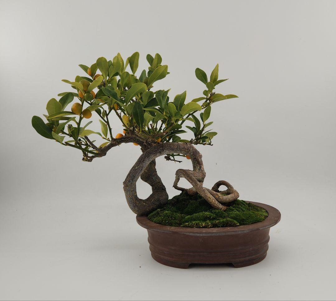 小品 懸崖 金豆盆栽 五葉松盆栽 真柏盆栽 懸崖 真柏 黒松 赤松 五葉松