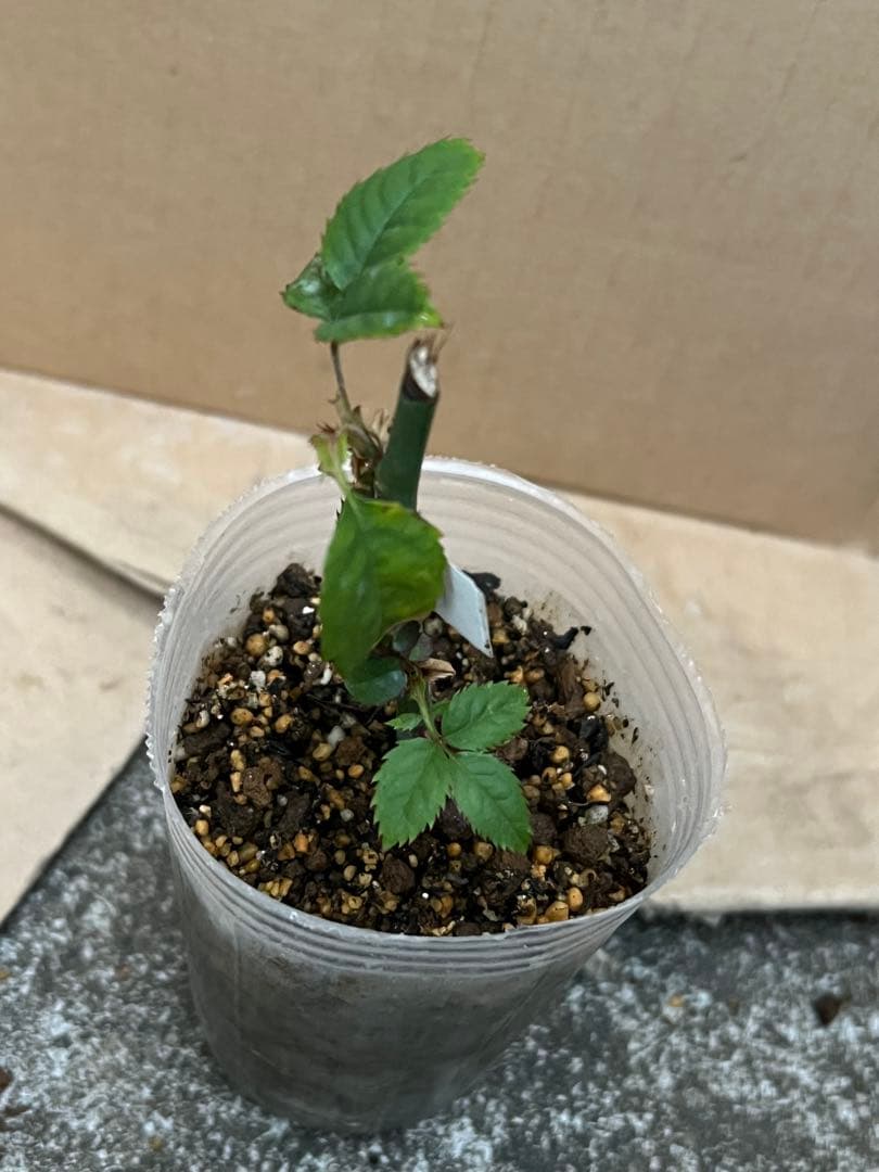 「ボンヌ」 切り花品種バラ苗　レア 3点