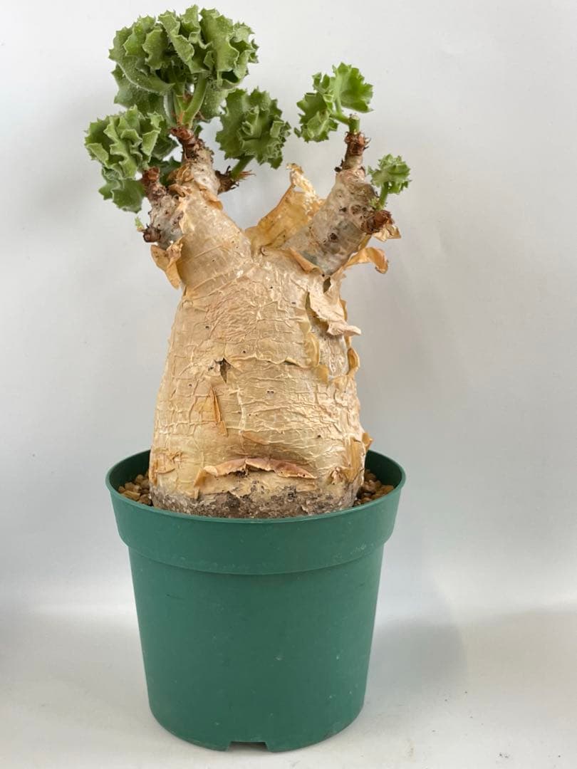 キフォステンマ マクロプス　鉢ごと発送