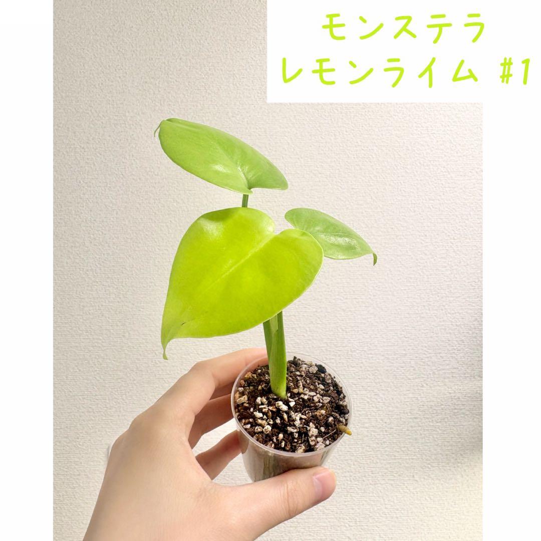 【レア】モンステラ レモンライム #1