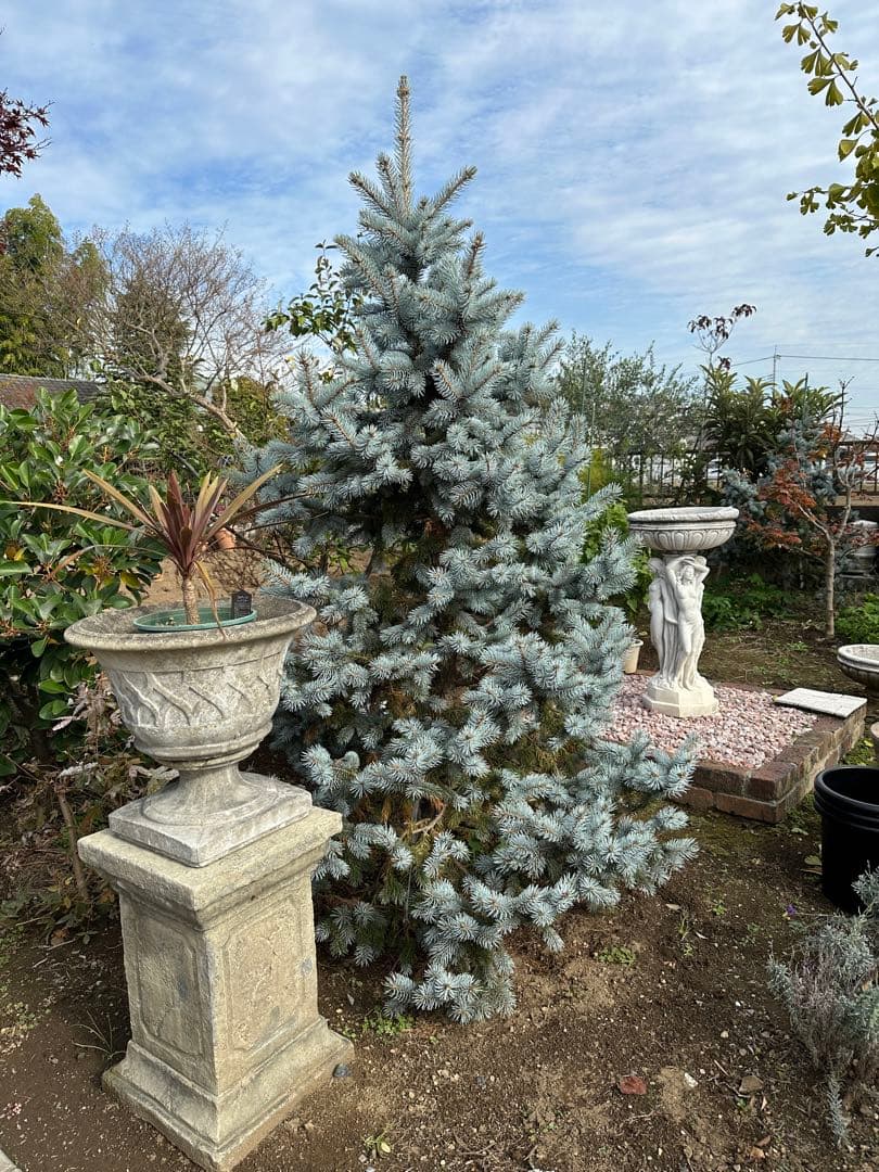 軽トラ可　280cm プンゲンストウヒ　ホプシー　ガーデニング　シンボルツリー