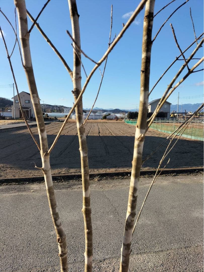 山採り アオダモ 自然樹形