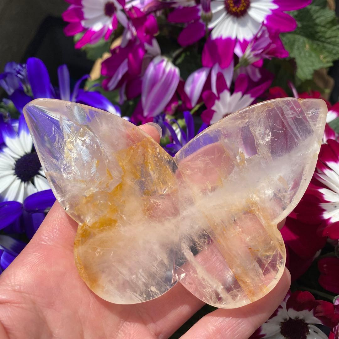 ゴールデンヒーラー ちょうちょ ②