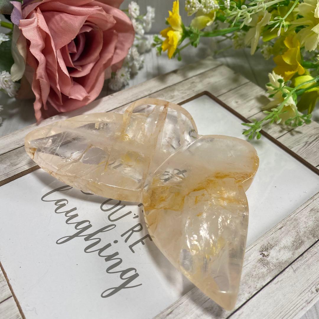 ゴールデンヒーラー ちょうちょ ②